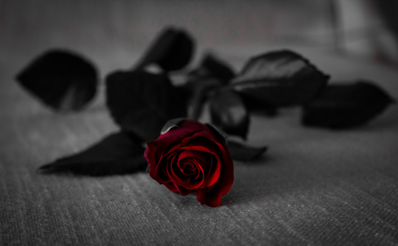 【詩】是玫瑰